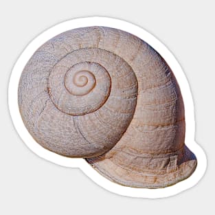 Snail Shell Sticker